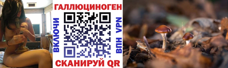 сколько стоит  Руза  Галлюциногенные грибы Psilocybe 